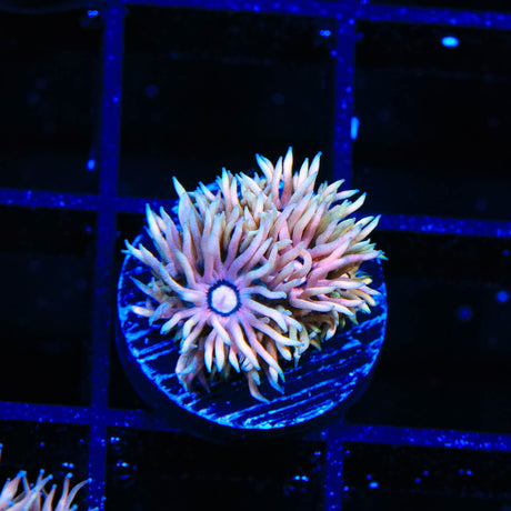 TSA Wanderer Goniopora Coral