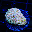 TSA Lost Love Goniopora Coral - Top Shelf Aquatics