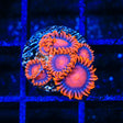 Bam Bam Zoanthids Coral