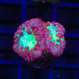 Ultra Blastomussa Coral