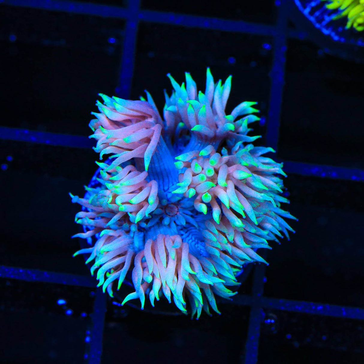 TSA Glow Tip Goniopora Coral - Top Shelf Aquatics