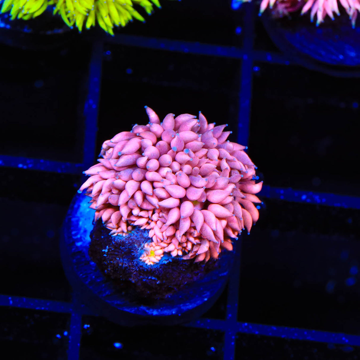 TSA Kiss of Death Goniopora Coral - Top Shelf Aquatics