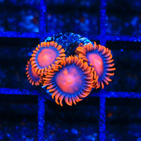 Bam Bam Zoanthids Coral