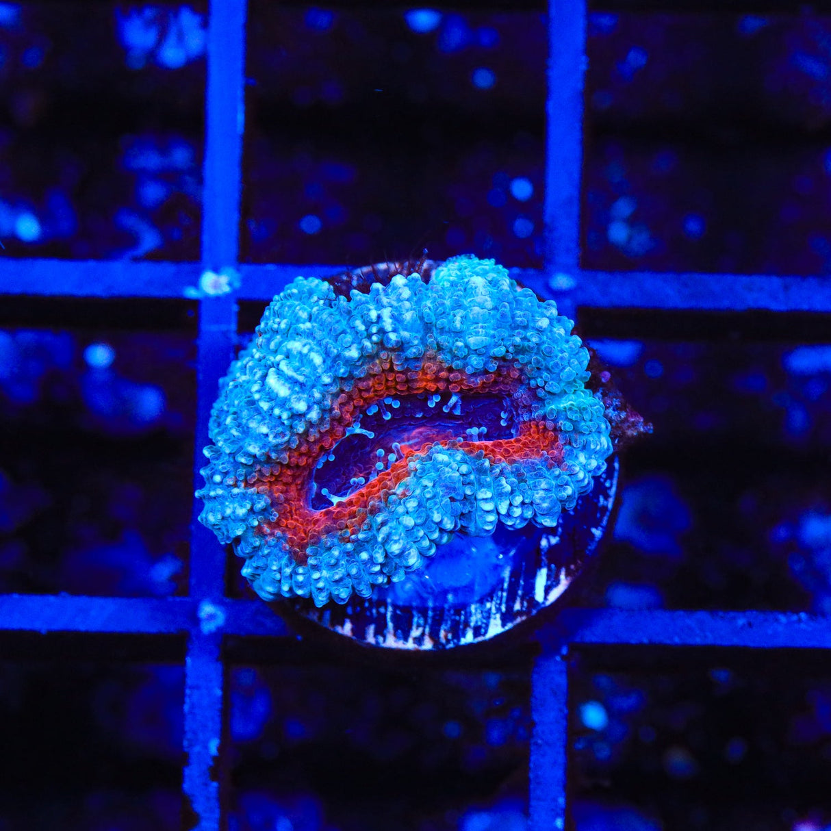 Ultra Acan Coral