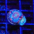 White Zombie Zoanthids Coral