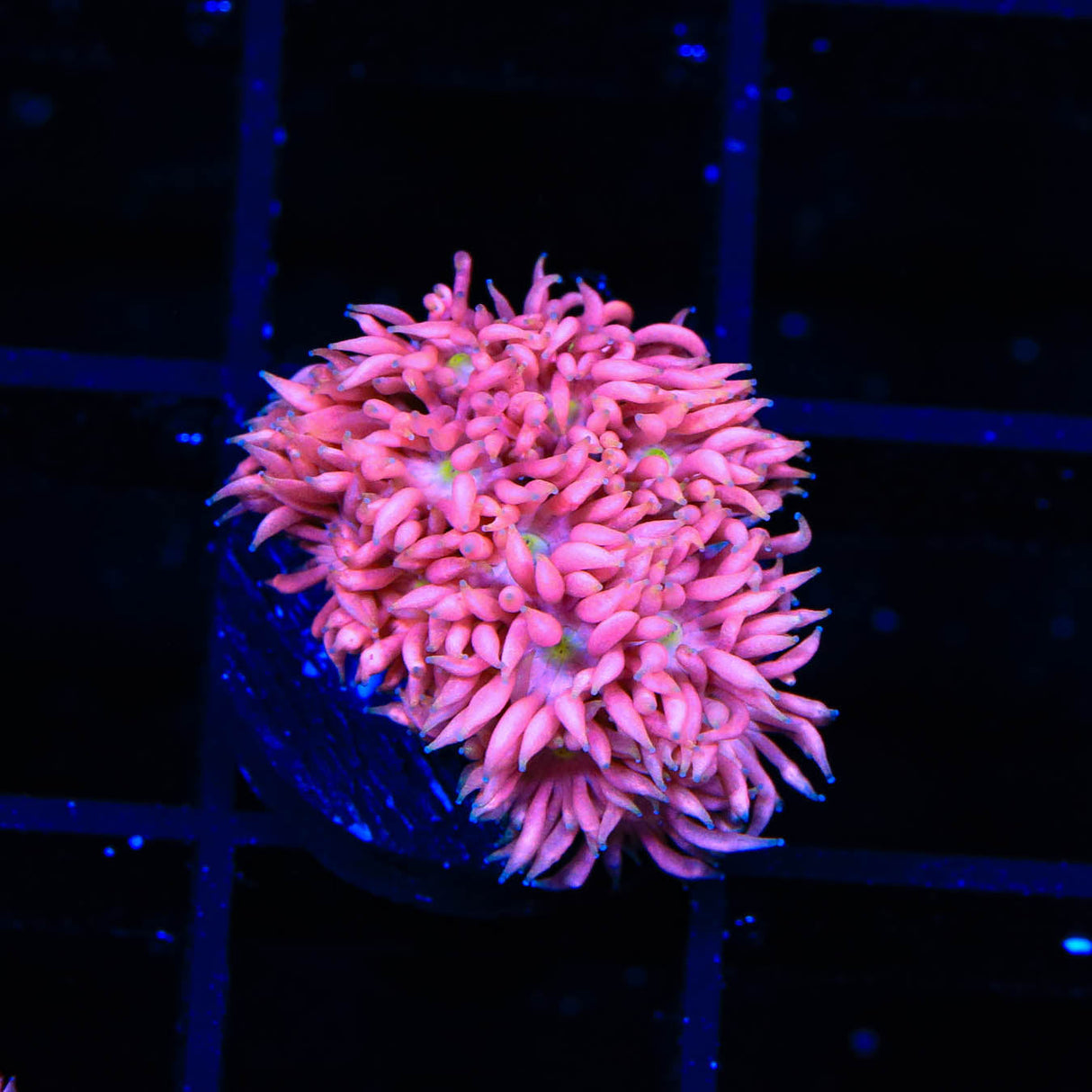 TSA Kiss of Death Goniopora Coral - Top Shelf Aquatics