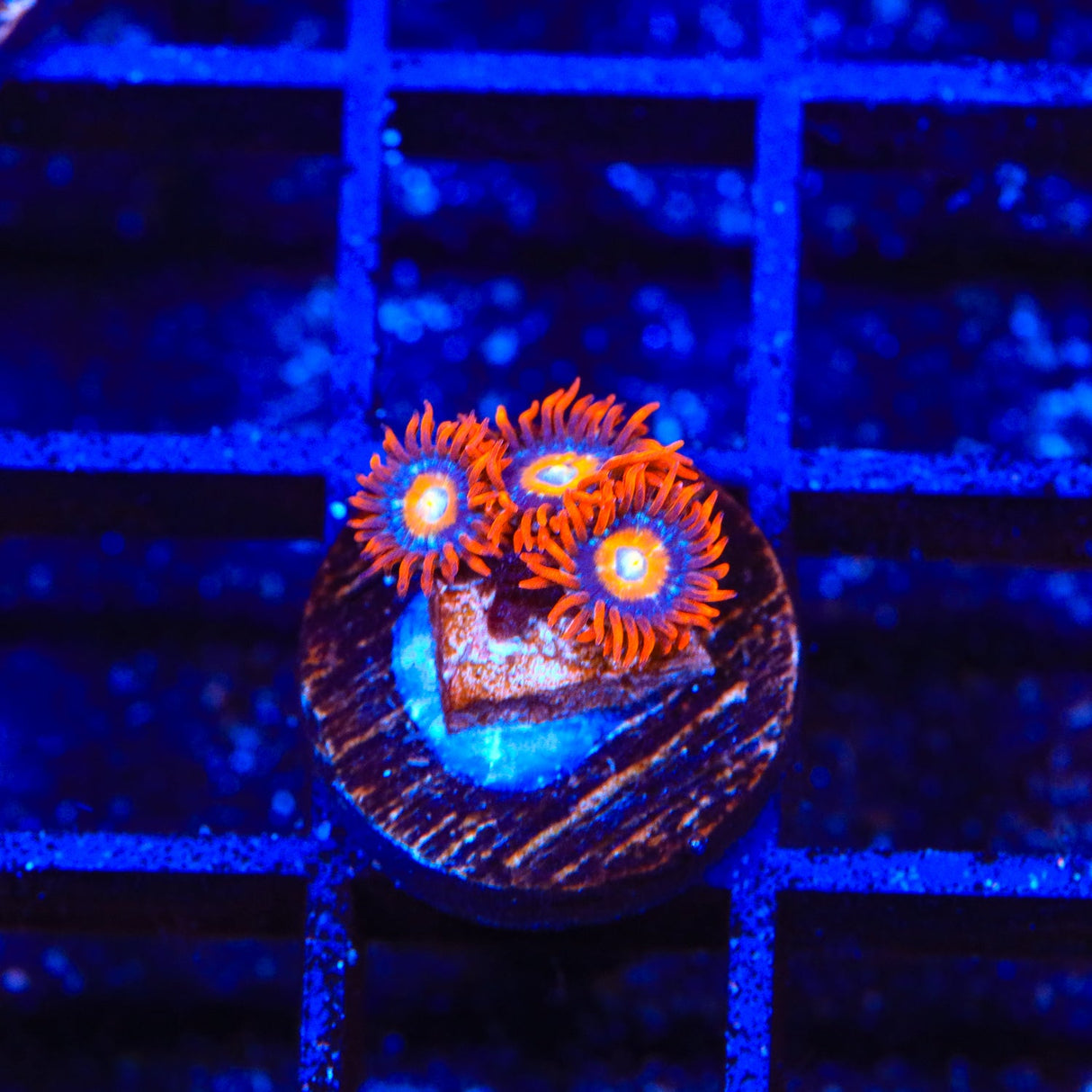 ECC Shatterfield Zoanthids Coral