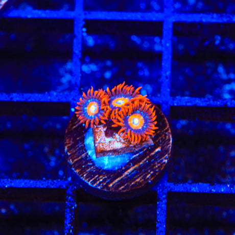 ECC Shatterfield Zoanthids Coral