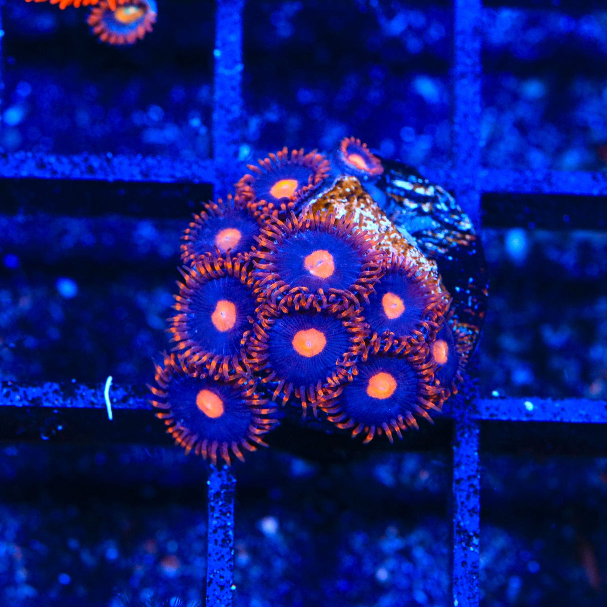 My Clementine Zoanthids Coral