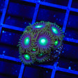 TSA Green Goblin Zoanthids Coral