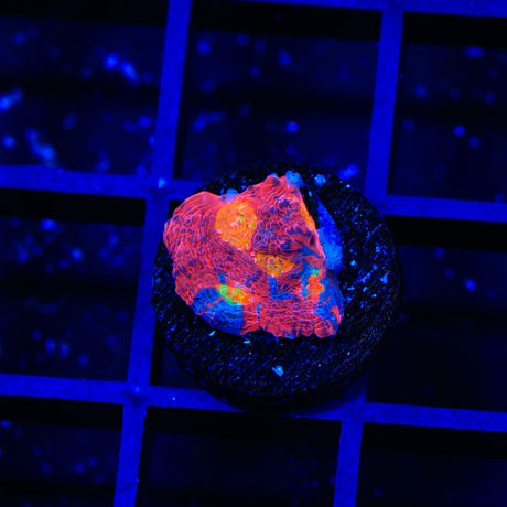 TSA Happy Little Colors Chalice Coral