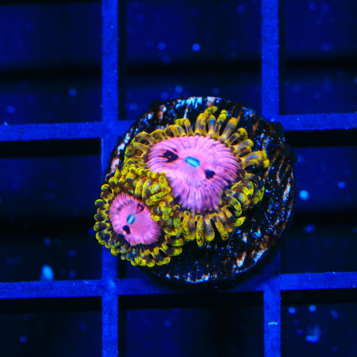 TSA Chemically Altered Zoanthids Coral