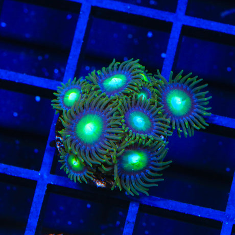 TSA Green Goblin Zoanthids Coral