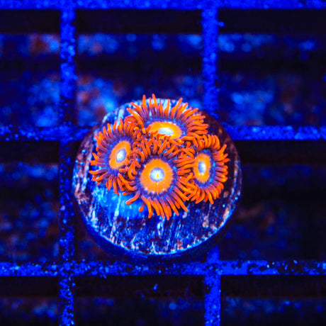 ECC Shatterfield Zoanthids Coral