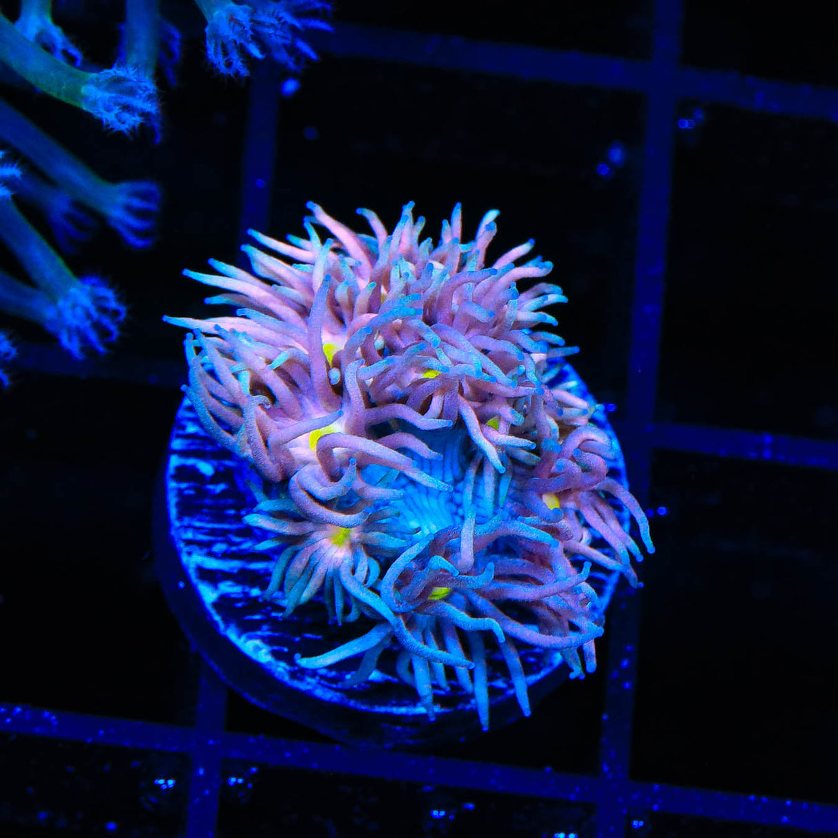 TSA Crazy Goniopora Coral - Top Shelf Aquatics