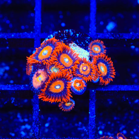 ECC Shatterfield Zoanthids Coral