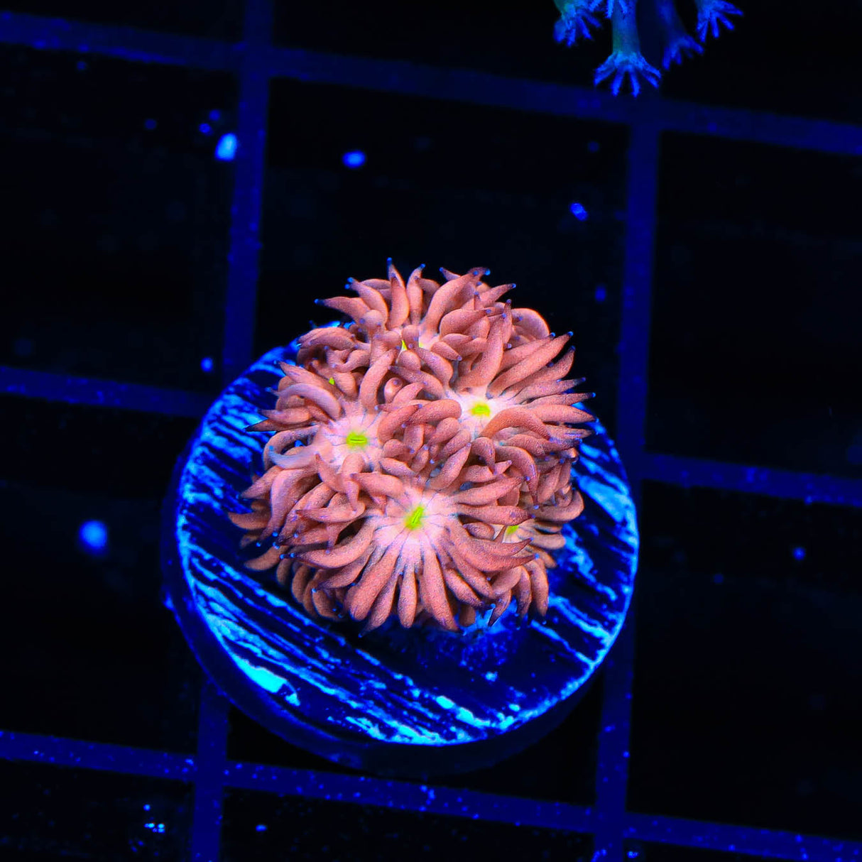 TSA Yellow Eye Goniopora Coral - Top Shelf Aquatics