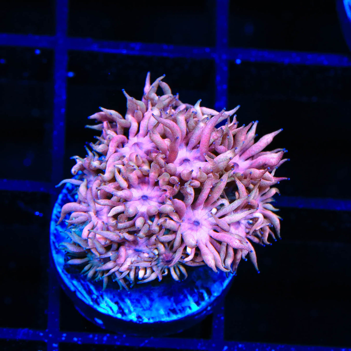 TSA Passionate Goniopora Coral - Top Shelf Aquatics