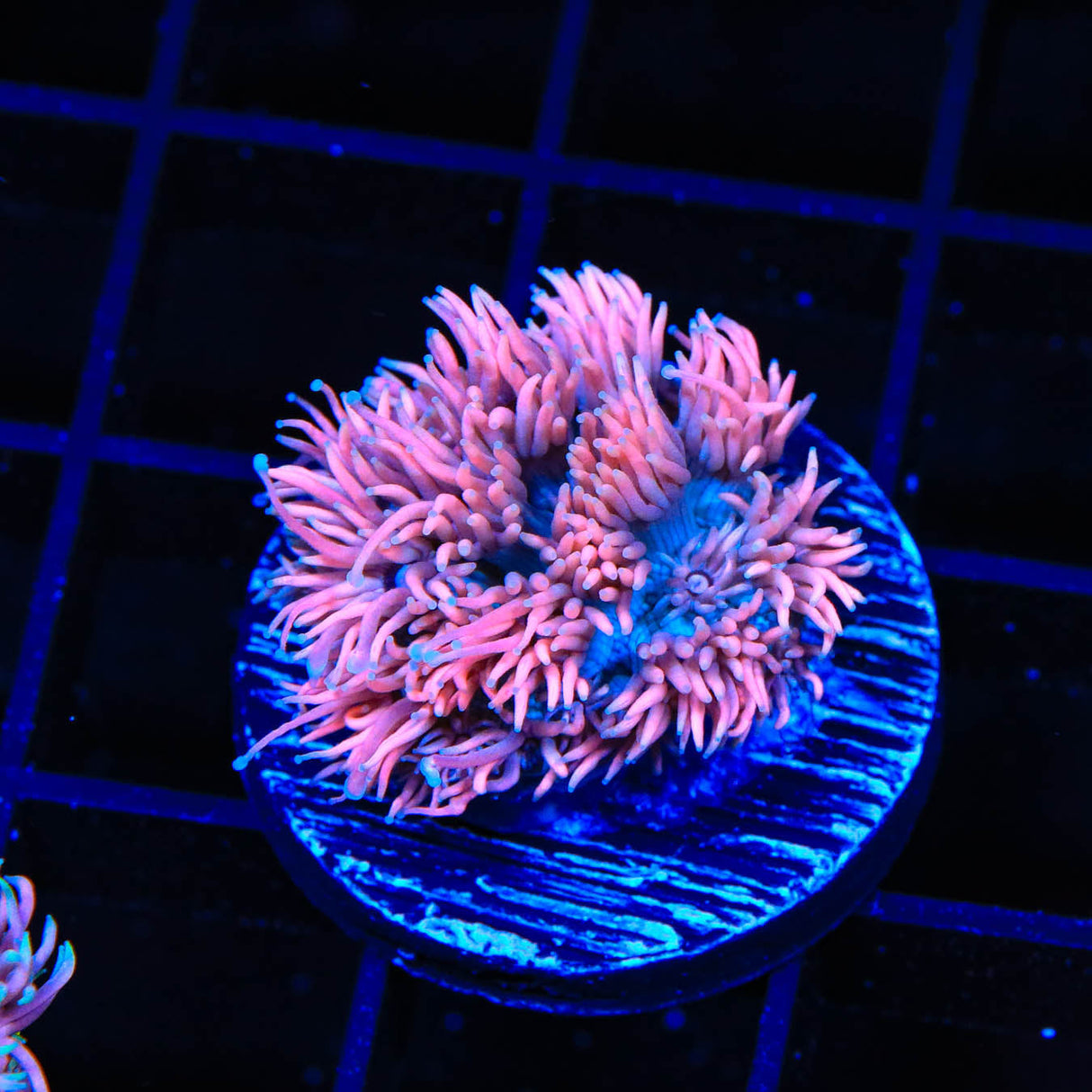 TSA Strawberry Shake Goniopora Coral - Top Shelf Aquatics