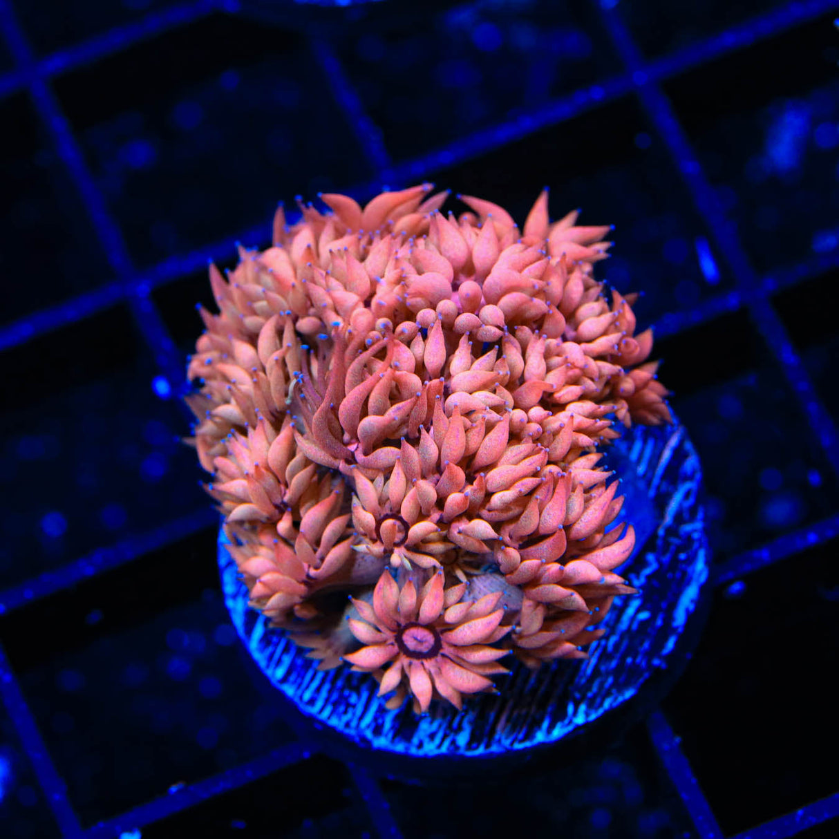 TSA Passion Fruit Goniopora Coral - Top Shelf Aquatics