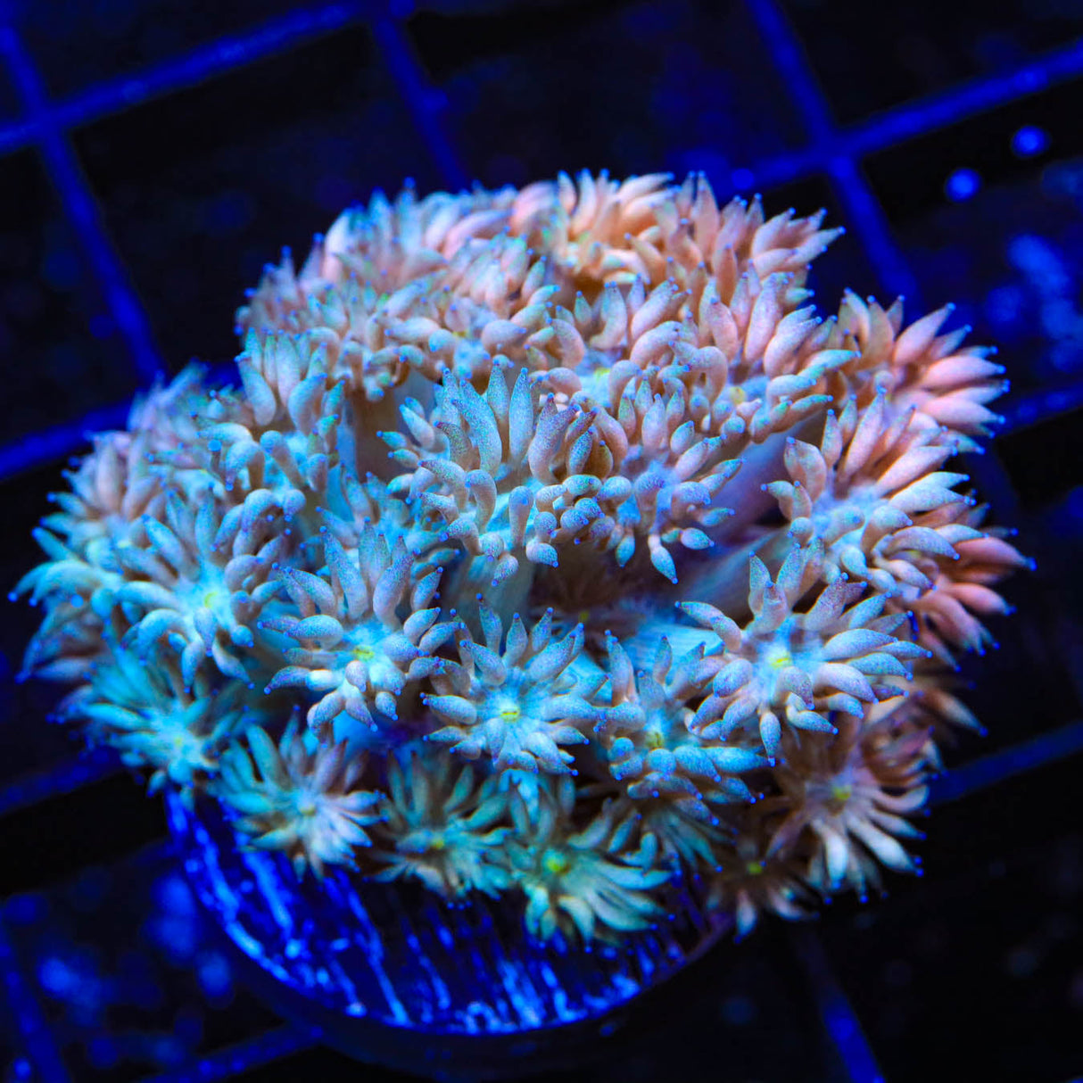 TSA Shimmer Goniopora Coral - Top Shelf Aquatics