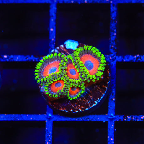 Whammin Watermelon Zoanthids Coral