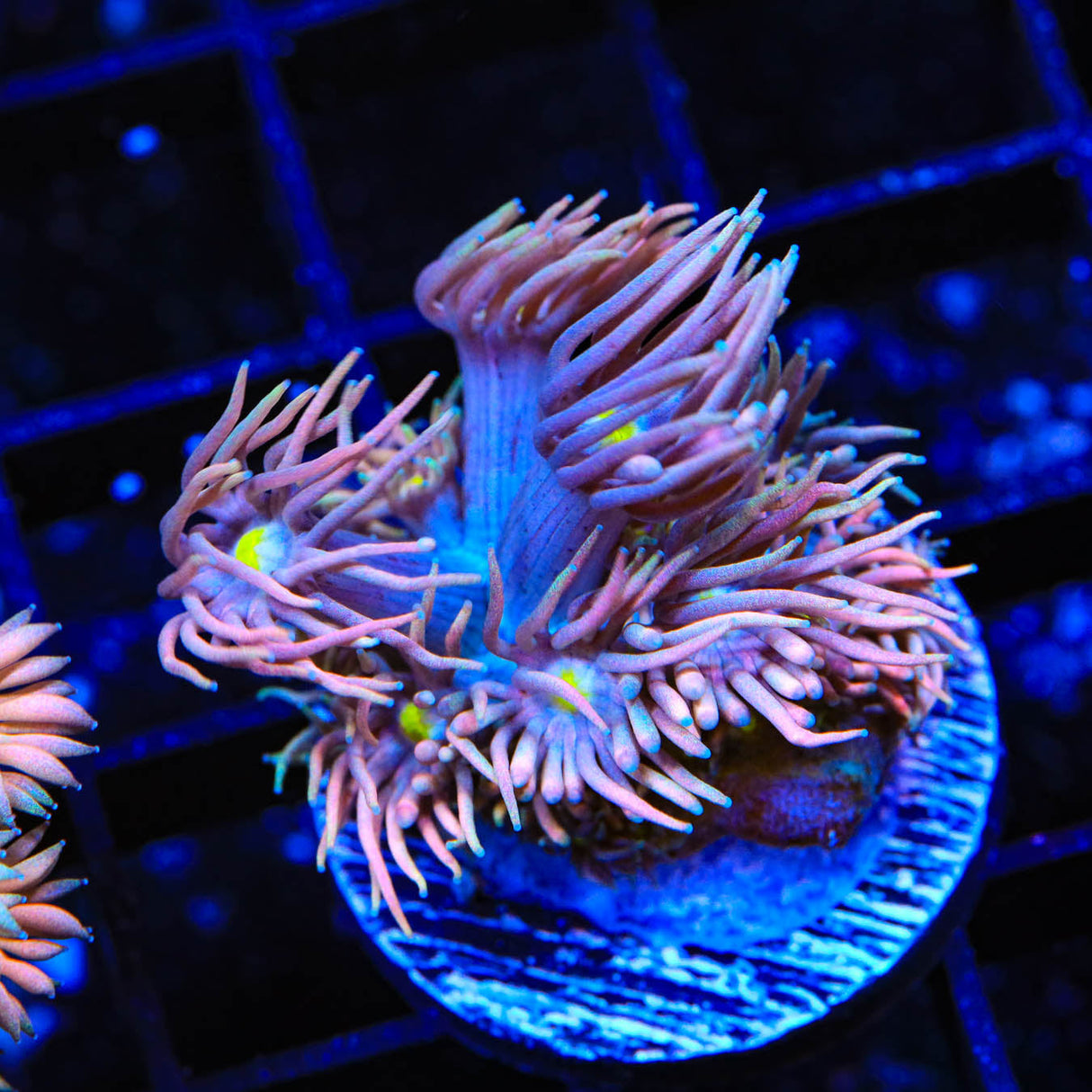 TSA Crazy Goniopora Coral - Top Shelf Aquatics