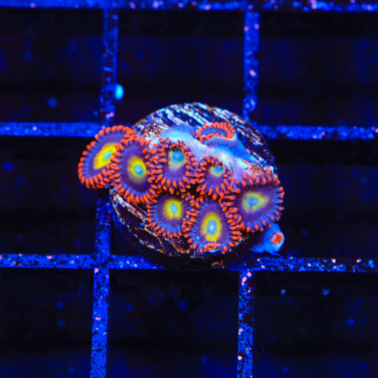 Circus Freak Zoanthids Coral