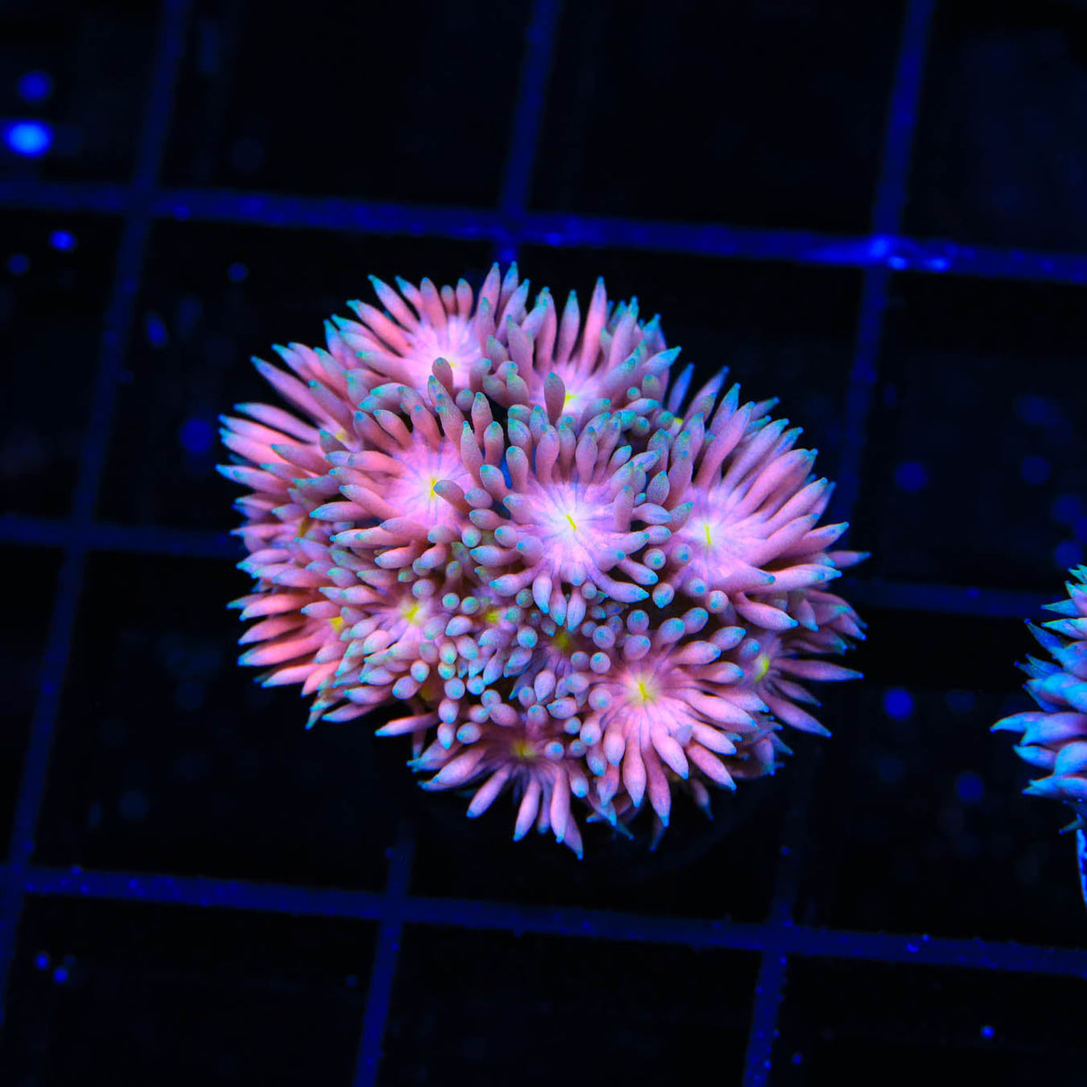TSA Star Bright Goniopora Coral - Top Shelf Aquatics