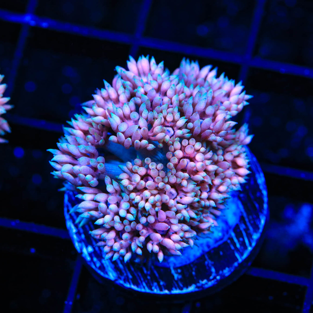 TSA Super Sonic Goniopora Coral - Top Shelf Aquatics
