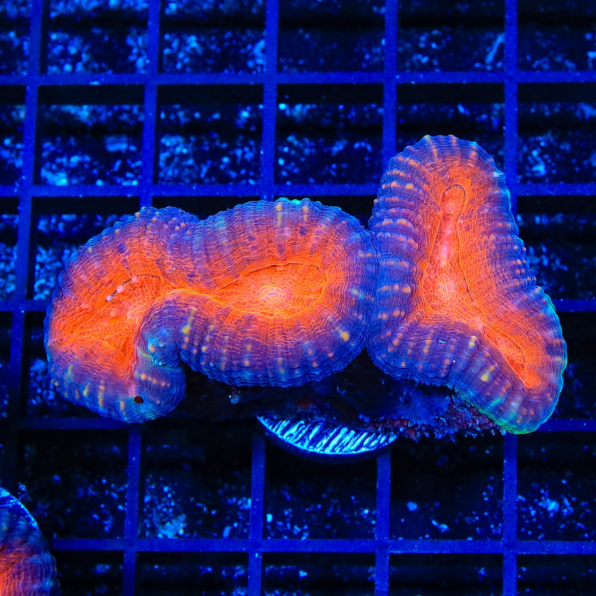 Rainbow Lobophyllia Coral