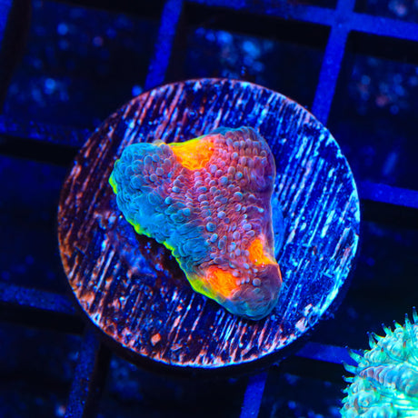 JF Crazy Fox Chalice Coral