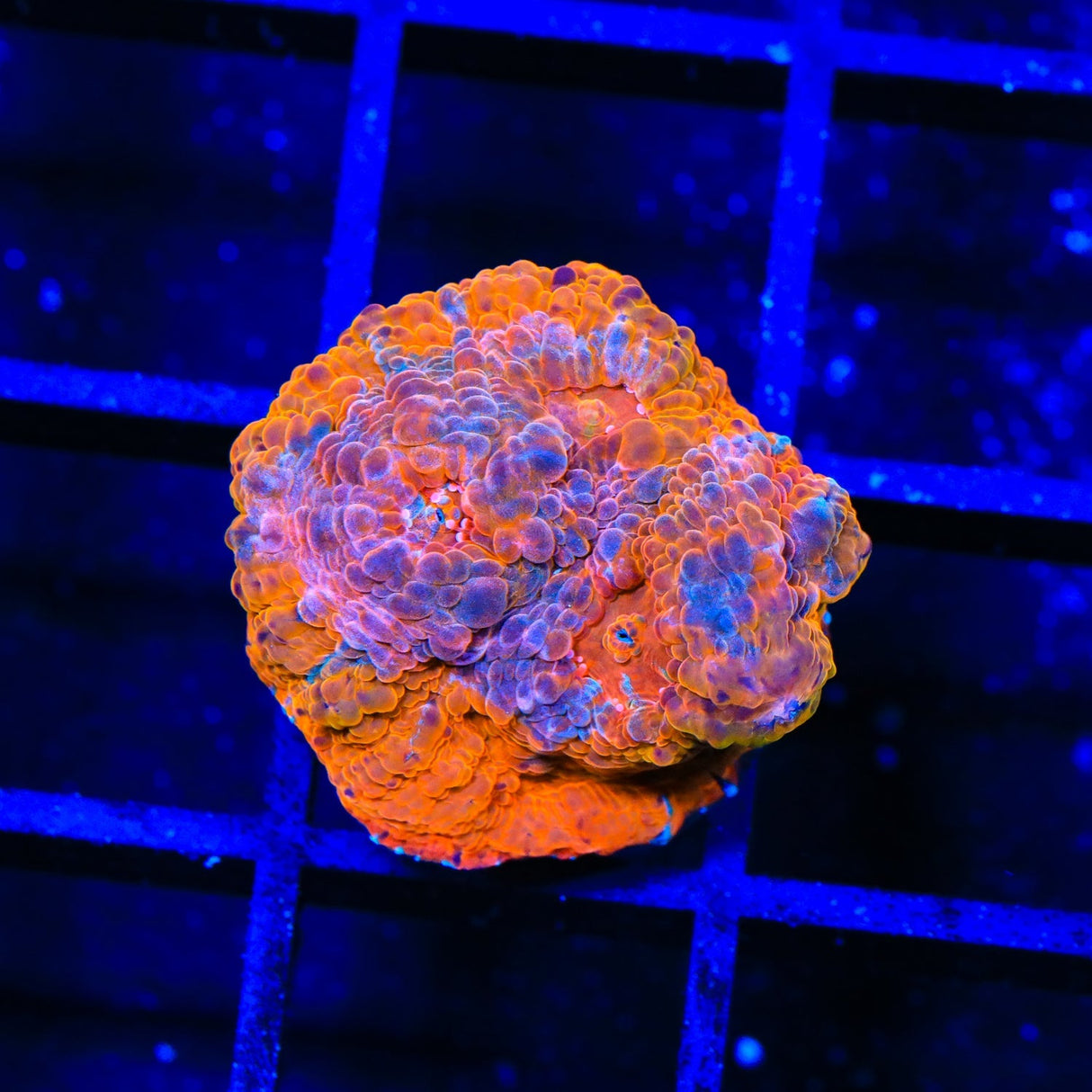 TSA Orange Blast Chalice Coral