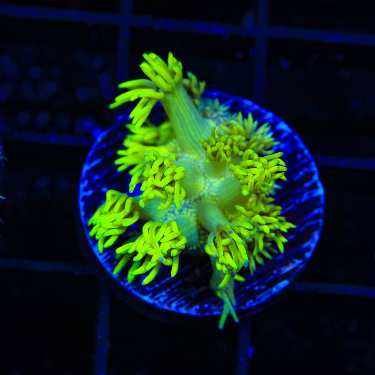 TSA Glow Stick Goniopora Coral - Top Shelf Aquatics