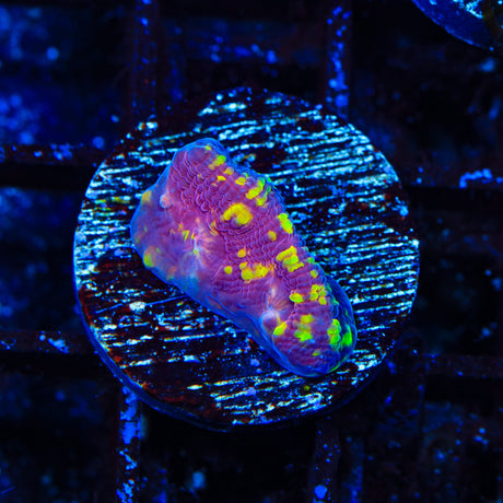 TSA Golden Speckled Star Chalice Coral