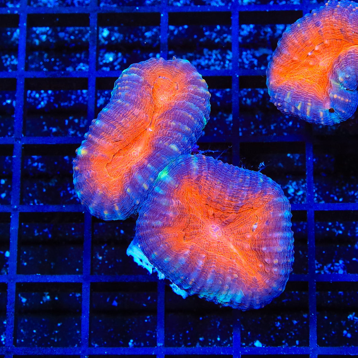 Rainbow Lobophyllia Coral