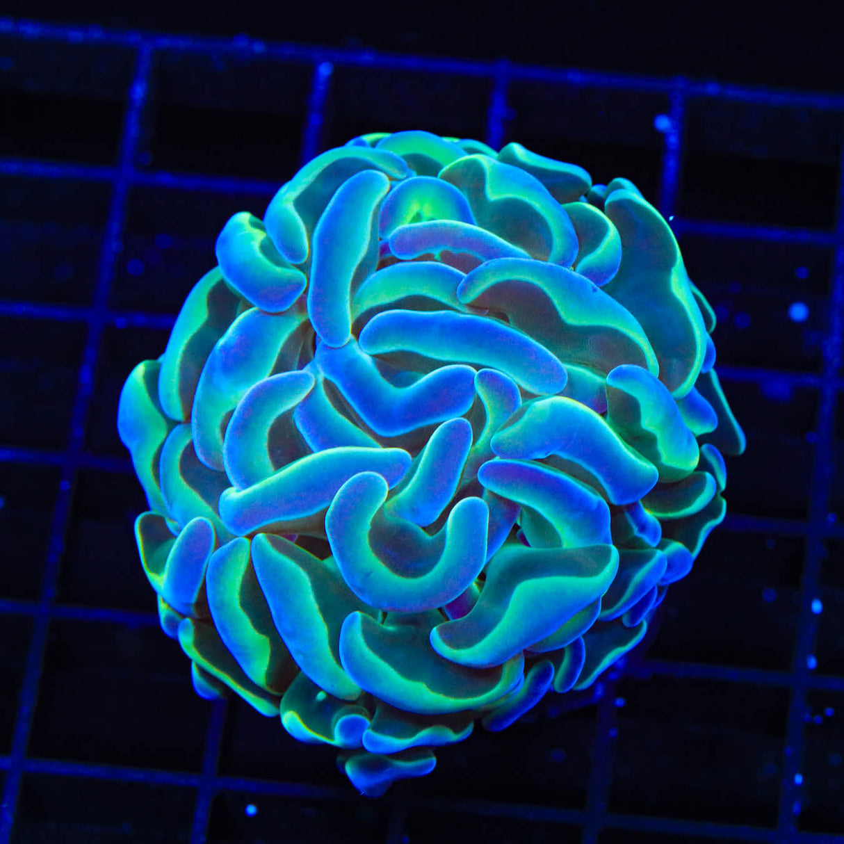 TSA Hologram Hammer Coral