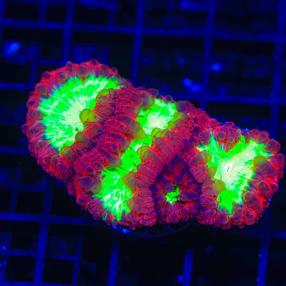 Ultra Blastomussa Coral