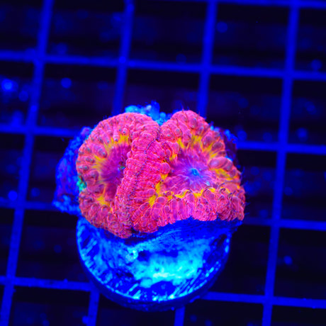 TSA Barbie Blastomussa Coral