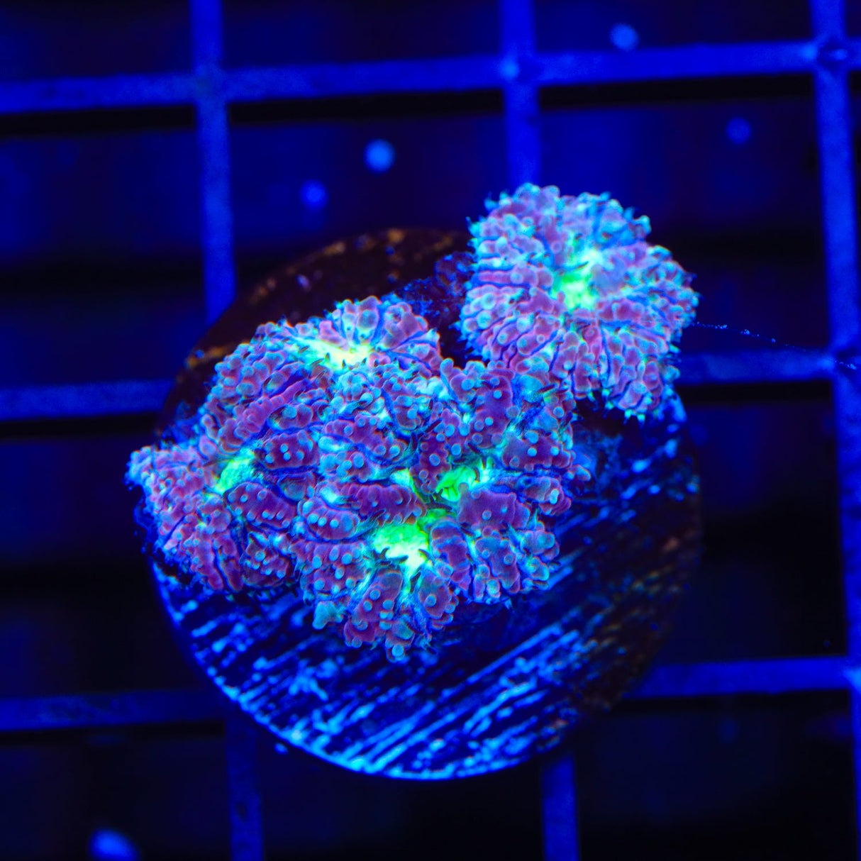 Ultra Merletti Blastomussa Coral