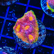 TSA Peace Maker Rainbow Chalice Coral