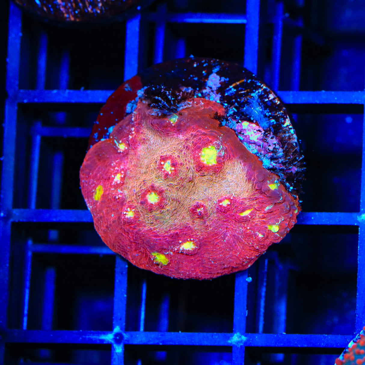 TSA Martian Man Chalice Coral