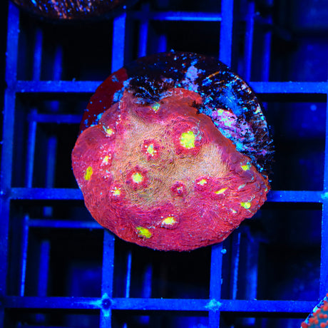 TSA Martian Man Chalice Coral