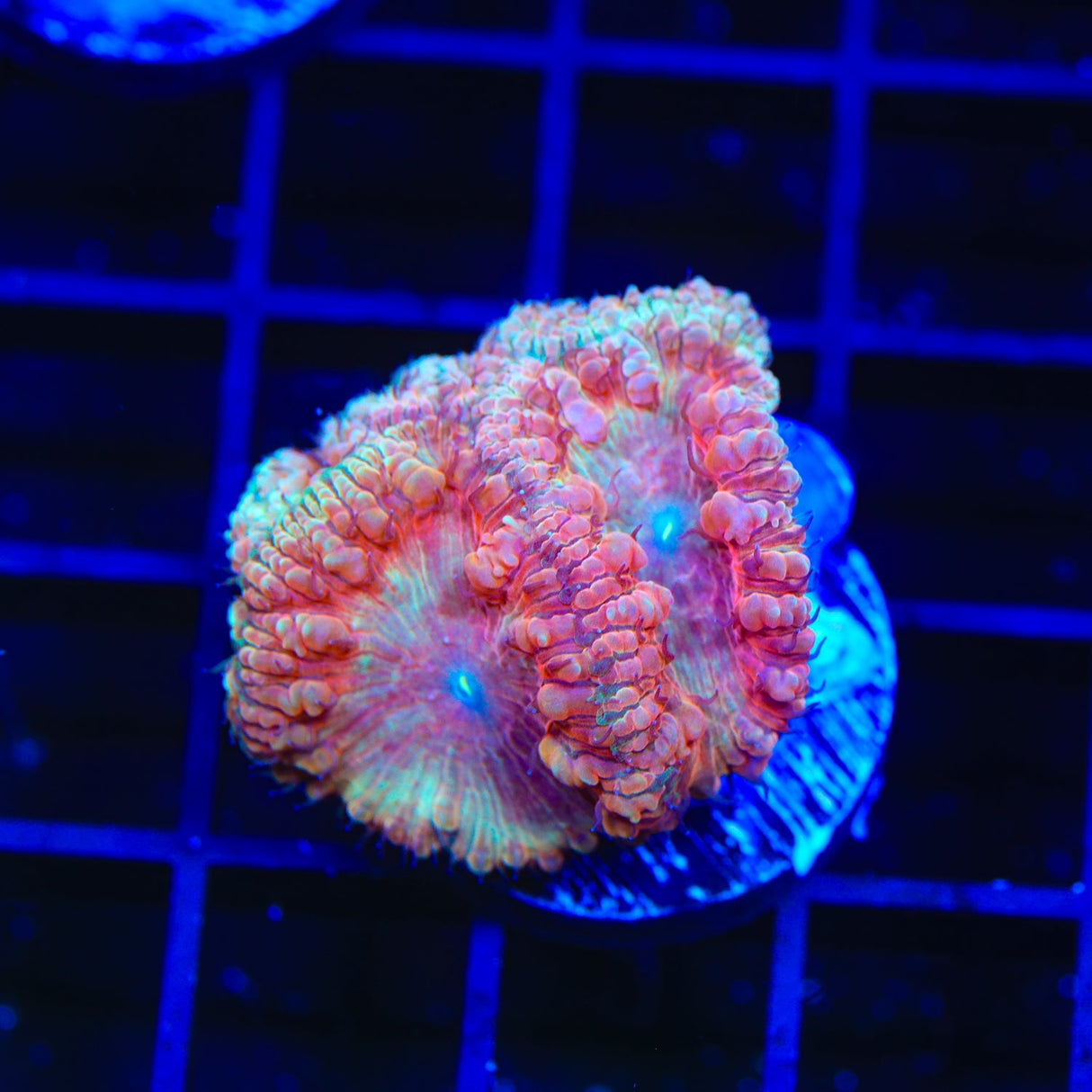 TSA Watermelon Sugar Blastomussa Coral