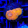 TSA Neon Lights Chalice Coral