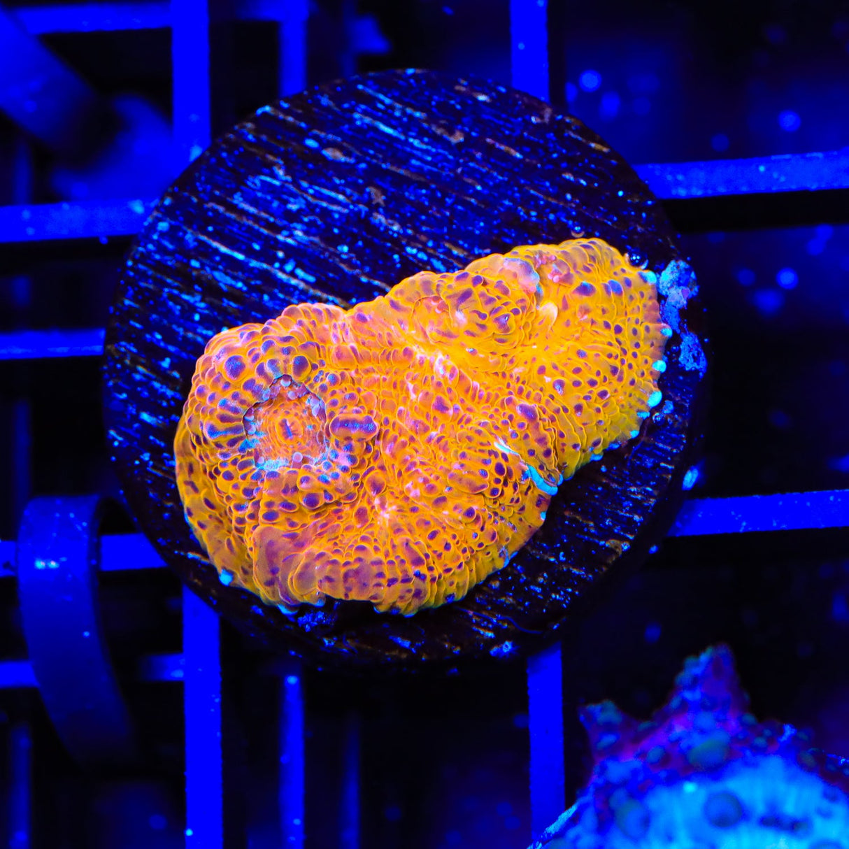 TSA Neon Lights Chalice Coral