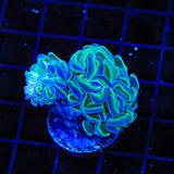 TSA Hologram Hammer Coral