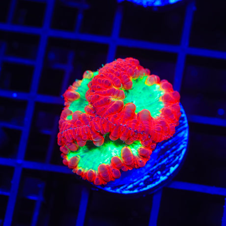 Ultra Blastomussa Coral