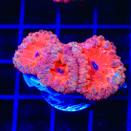 Ultra Blastomussa Coral