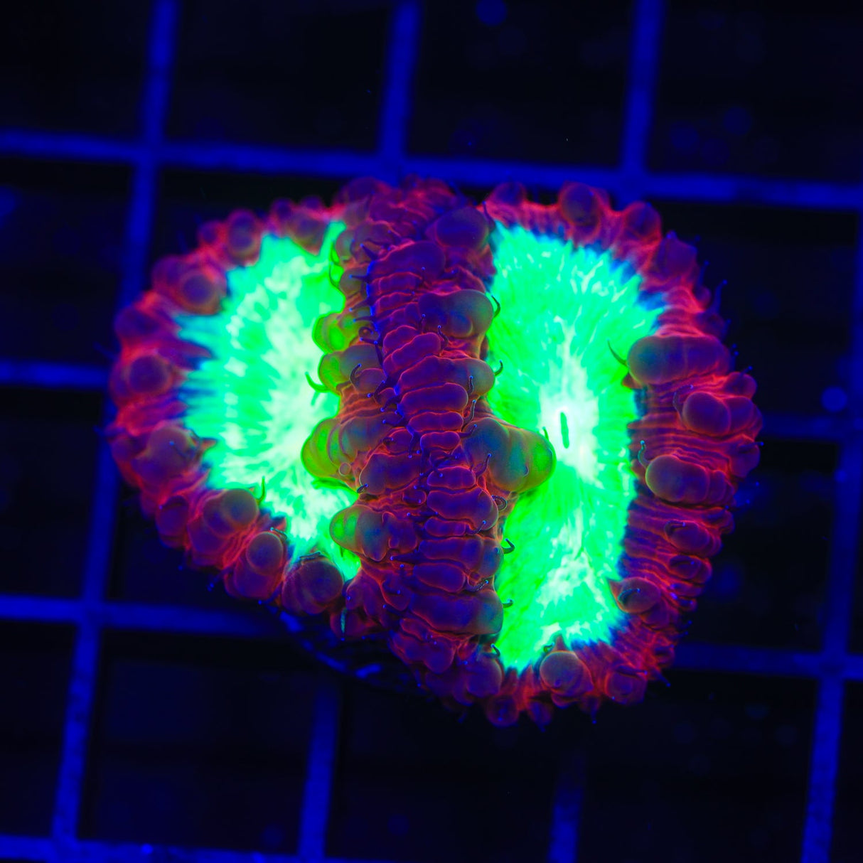 Ultra Blastomussa Coral